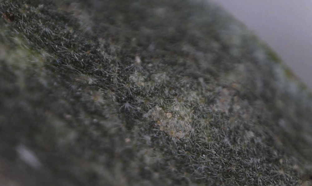 Macro photograph: Nightshade, continuous mat.