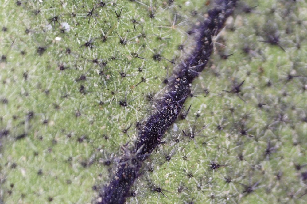Macro photograph: Eggplant, pigmented midrib.