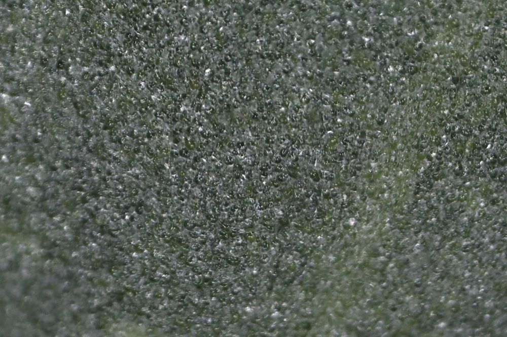 Macro photograph: Purslane, intact domes.