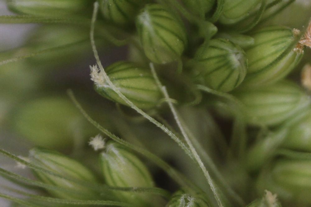 Macro photograph: Bristlegrass, barbed sterile bristles.
