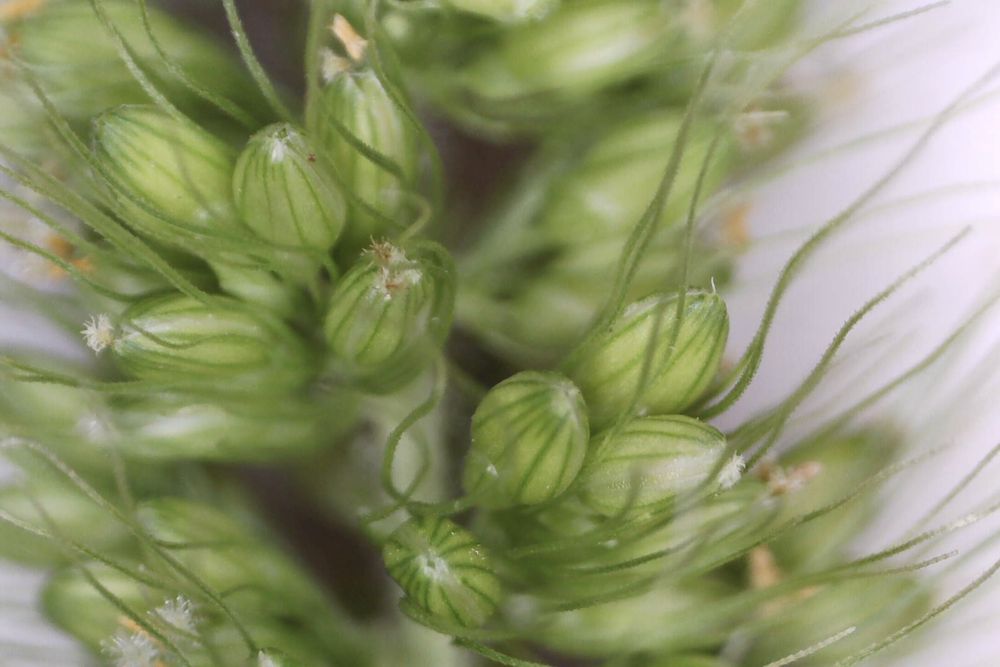 Macro photograph: Bristlegrass, stigmas and anthers.