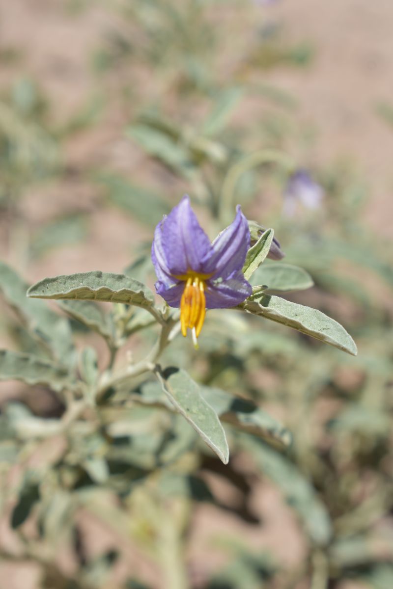 Silverleaf nightshade with a purple flower among pale, felted leaves.
